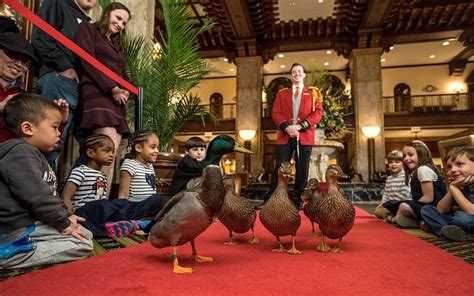 The Peabody Ducks: A Daily Parade of Feathered Finesse in Memphis!