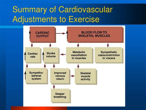 What is a Common Adaptation to Cardiovascular Training?